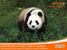 TNT安全运送大熊猫至马德里