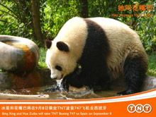 TNT安全运送大熊猫至马德里